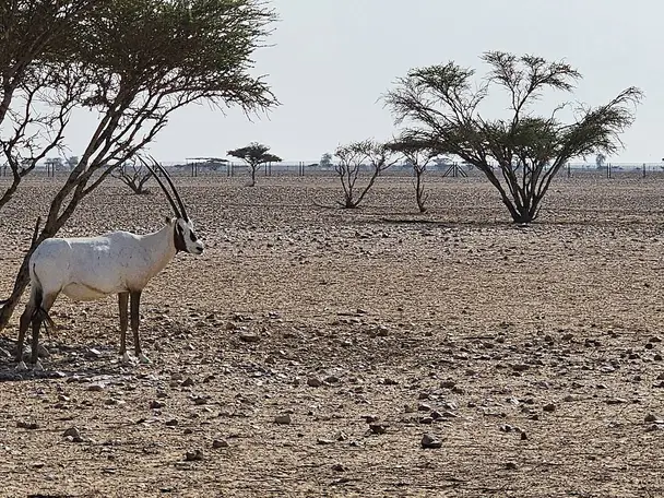 صورة محمية المها العربية