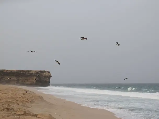 Photo of Turtle Beach (Ras Al Jinz), photo 5 of 7