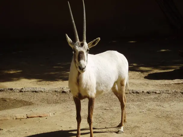 صورة محمية المها العربية