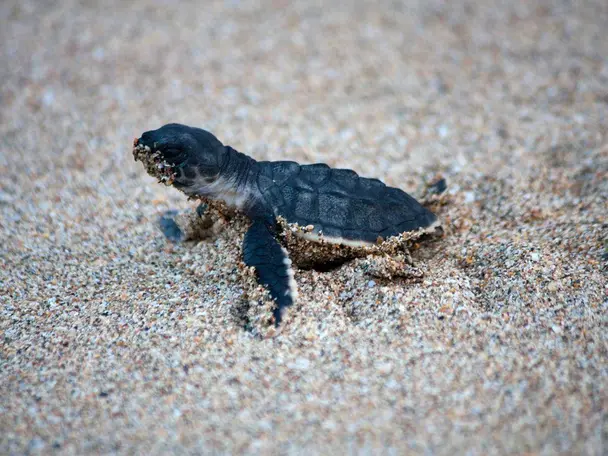 Photo of Turtle Beach (Ras Al Jinz), photo 4 of 7