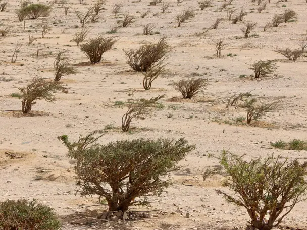 Photo of Wadi Dawkah Frankincense Park, photo 2 of 10