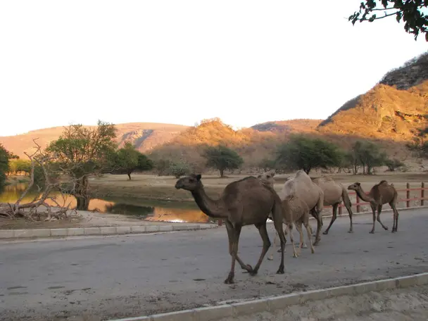 Photo of Dhofar