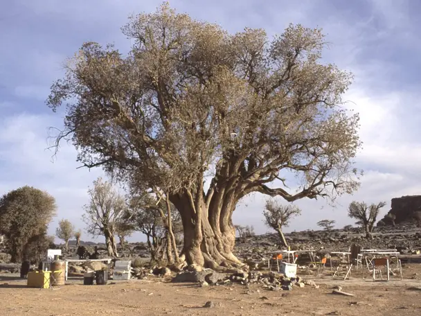 صورة الحمراء