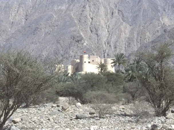صورة نخل