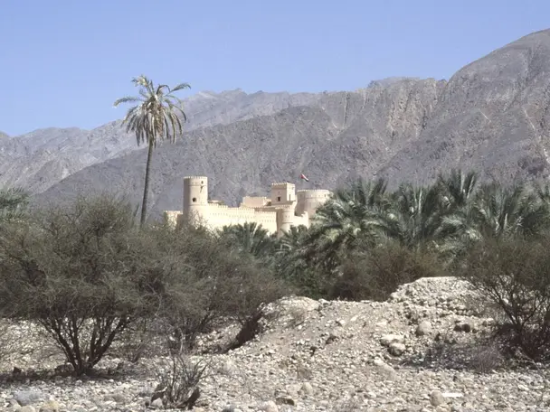 صورة نخل