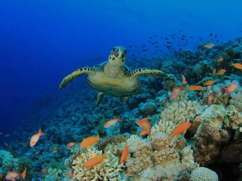 Main tour image for Snorkeling