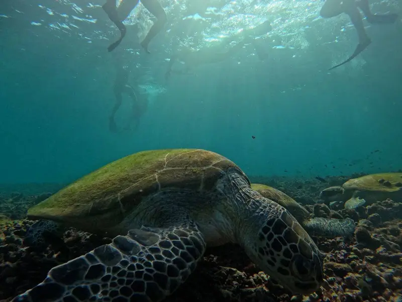Main tour image for Dimaniyat Islands Trip (Half Day)
