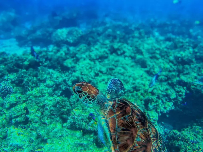 Main tour image for Dimaniyat Islands Trip (Half Day)