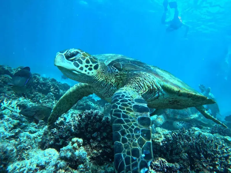 Main tour image for Dimaniyat Islands Trip (Half Day)