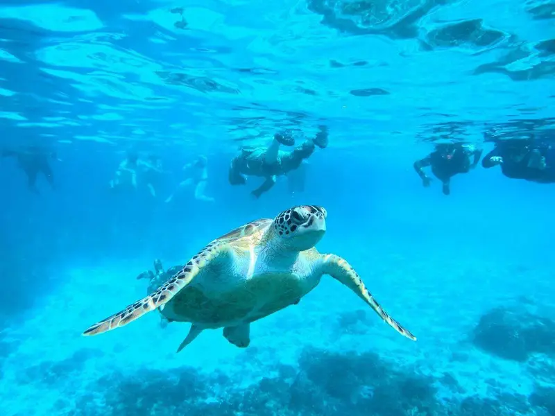 Main tour image for Private Al Dimaniyat Islands Trip (Half Day)