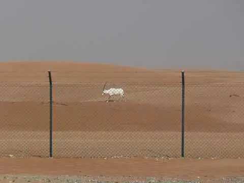 صورة محمية المها العربية