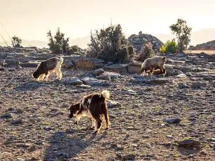 صورة جبل شمس