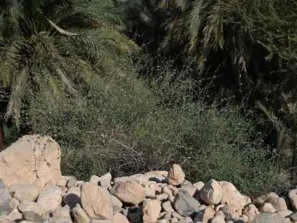 صورة وادي الأربعين