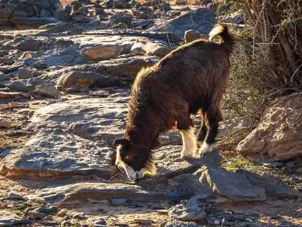 صورة جبل شمس