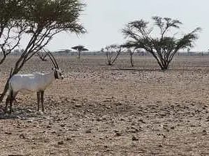 صورة محمية المها العربية