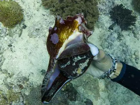 صورة محمية جزر الديمانيات الطبيعية