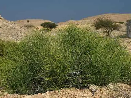 صورة وادي الأربعين