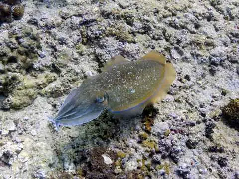 صورة محمية جزر الديمانيات الطبيعية