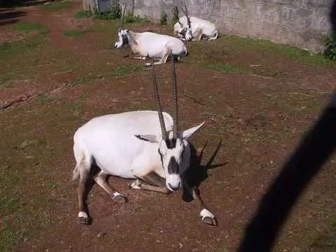 صورة محمية المها العربية