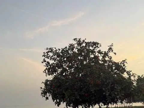 صورة شاطئ القرم