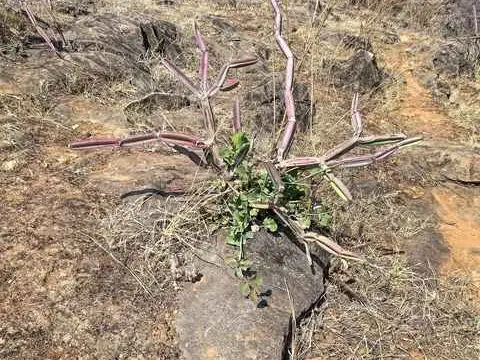 صورة نقطة مشاهدة جبل سمحان