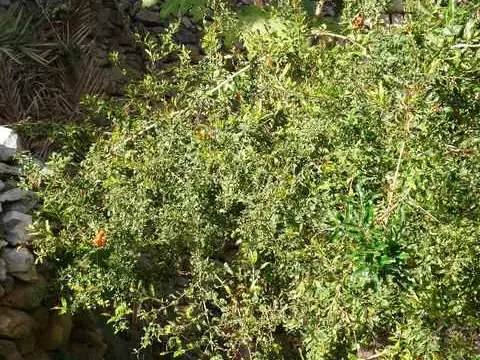 صورة مسفاة الأبريين