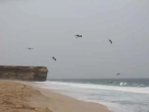 صورة محمية السلاحف برأس الجنز