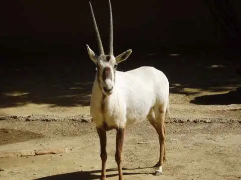 صورة محمية المها العربية