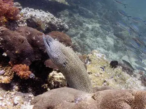 صورة محمية جزر الديمانيات الطبيعية