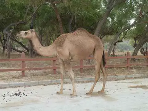 صورة وادي دربات