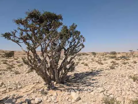 صورة وادي دوكة