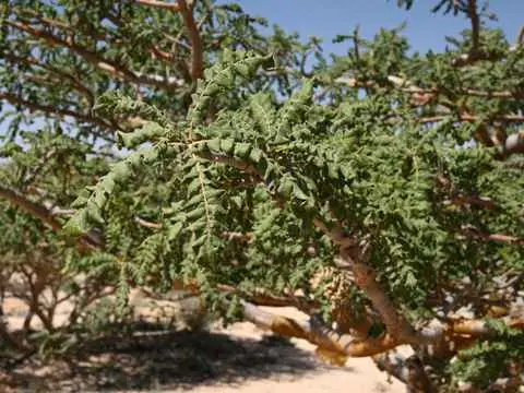 صورة وادي دوكة
