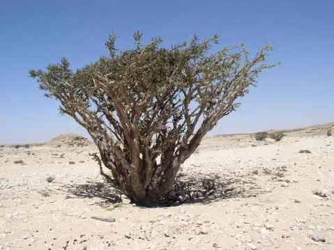 صورة وادي دوكة