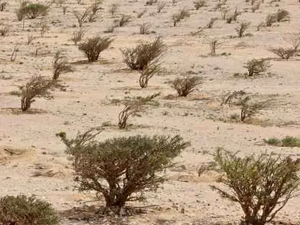 صورة وادي دوكة