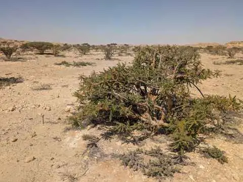 صورة وادي دوكة