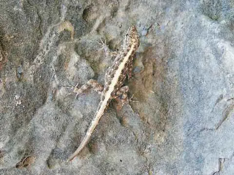 صورة عين رزات
