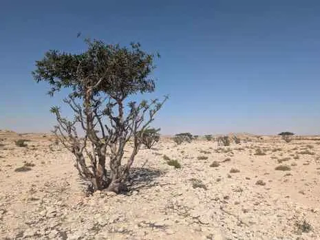 صورة وادي دوكة