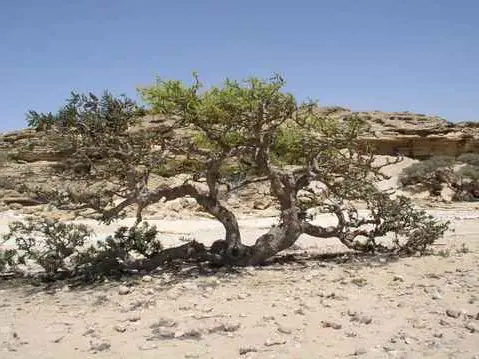 صورة وادي دوكة
