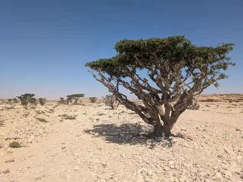صورة وادي دوكة