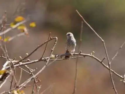 صورة طوي عتير (بئر الطيور)