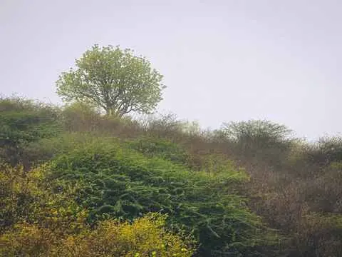 صورة عين حمران
