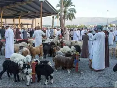 Main tour image for Authentic Nizwa & Manah Experience – 3 Days with a Local Omani Guide