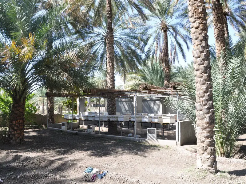 Photo of Izki