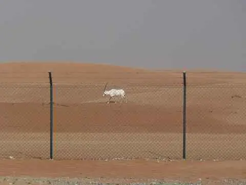 Photo of Al Wusta Wildlife Reserve (Jaaluni)
