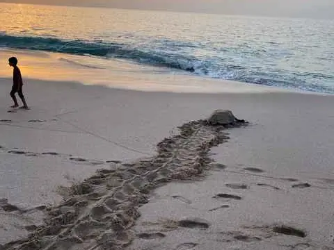 Photo of Ras Al Jinz Nesting Beach