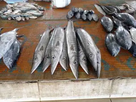 Photo of Sur Fish Market & Fishing Harbour