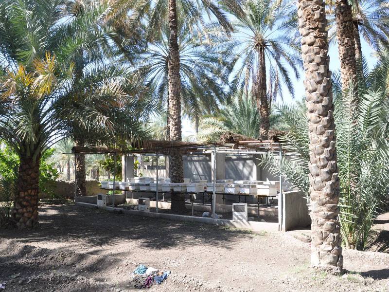 Photo of Izki