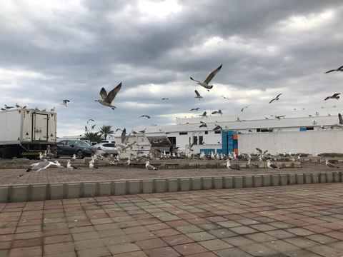 Photo of Seeb Fish Market