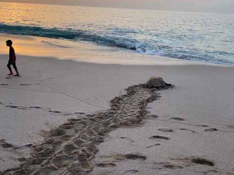 Photo of Ras Al Jinz Nesting Beach