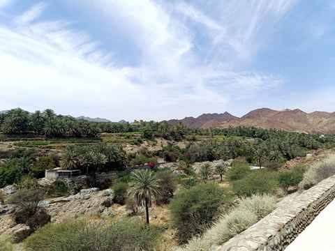 Photo of Nizwa Date Plantations / Palm Groves